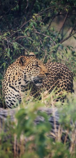 [2436x1125]豹 皮毛 凶猛 迅捷 野外 苹果手机壁纸图片