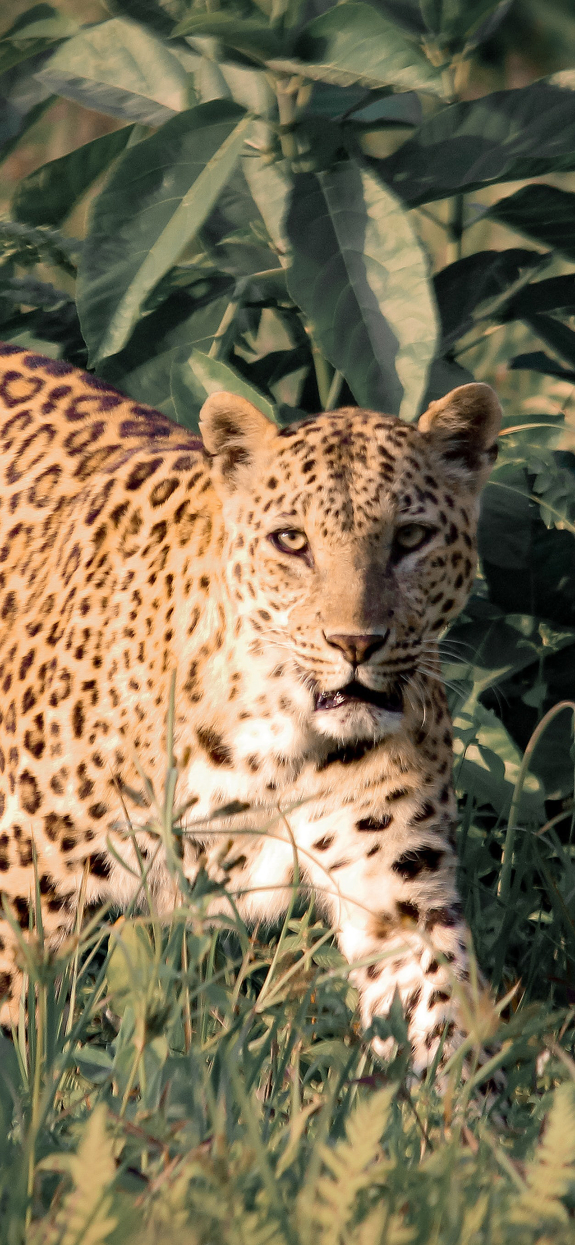 [2436×1125]豹 花纹 草丛 森林 猛兽 凶猛 苹果手机壁纸图片