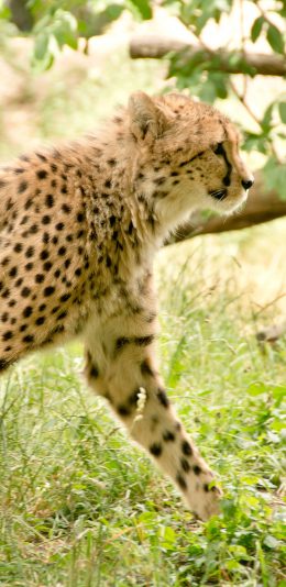 [2436x1125]豹 草坪 猛兽 凶猛 斑纹 苹果手机壁纸图片