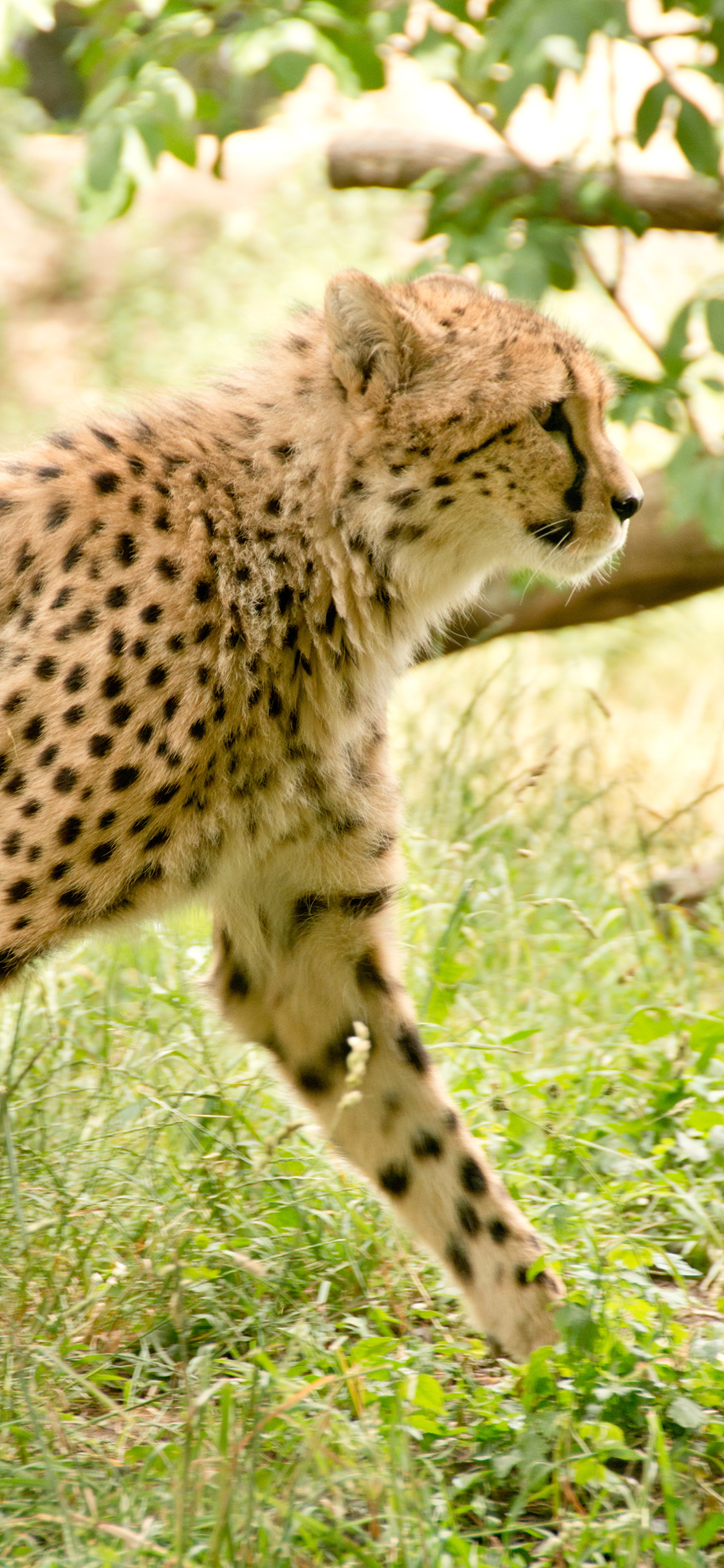 [2436×1125]豹 草坪 猛兽 凶猛 斑纹 苹果手机壁纸图片