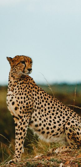[2436x1125]豹 荒野 猛兽 豹纹 苹果手机壁纸图片