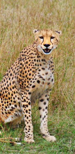 [2436x1125]豹 野外 捕食 猎豹 猛兽 苹果手机壁纸图片