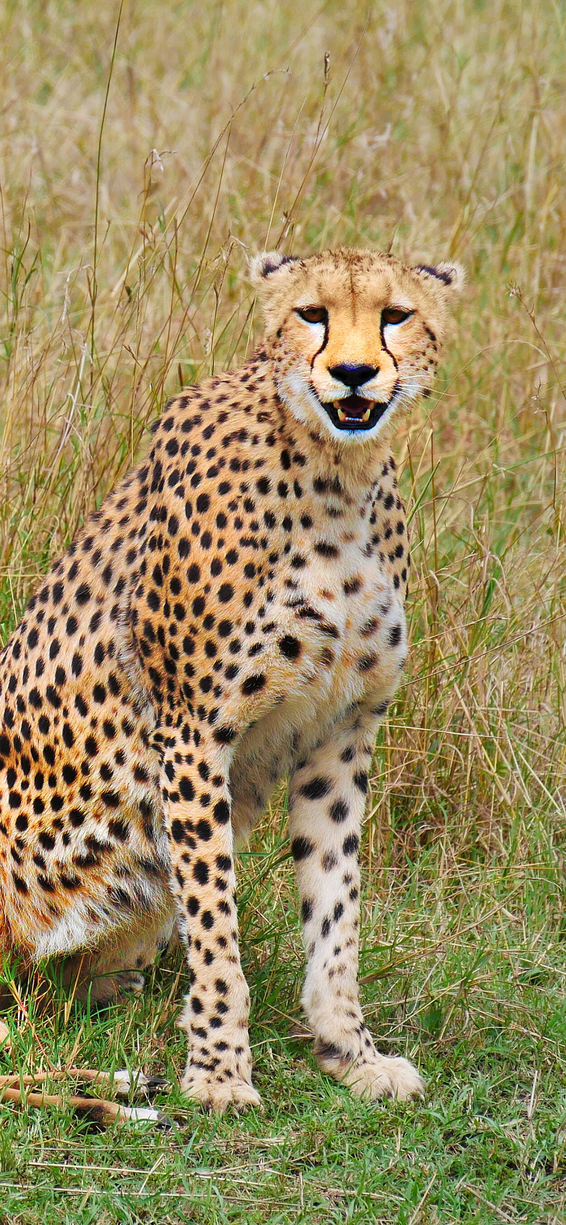 [2436×1125]豹 野外 捕食 猎豹 猛兽 苹果手机壁纸图片