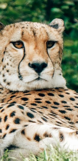 [2436x1125]豹 野外 草地 猎豹 猛兽 苹果手机壁纸图片