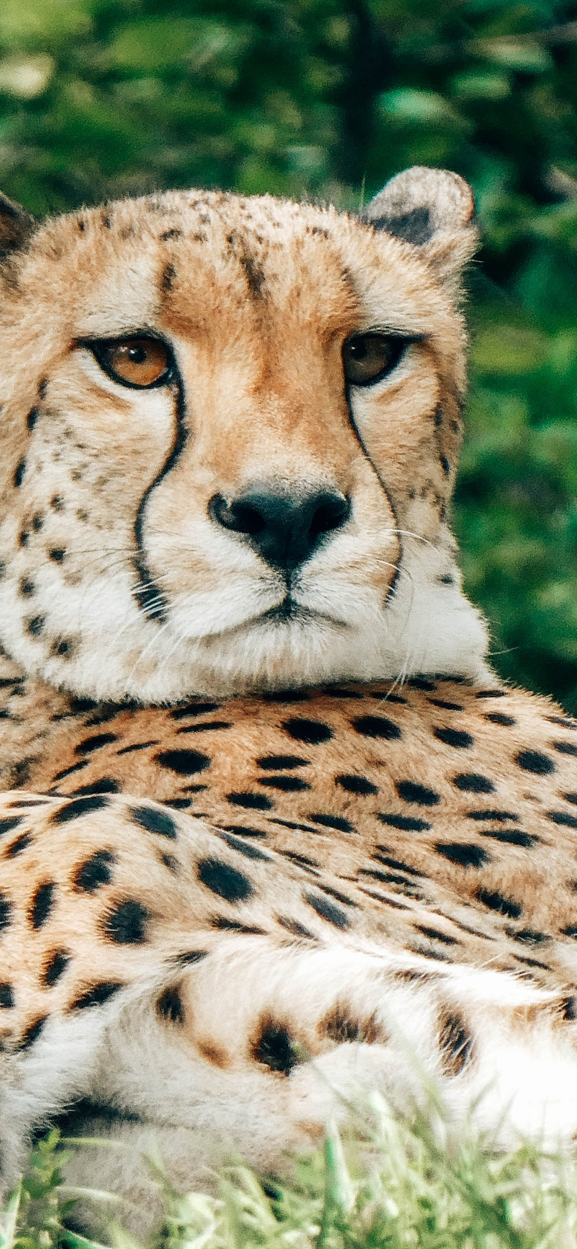 [2436×1125]豹 野外 草地 猎豹 猛兽 苹果手机壁纸图片