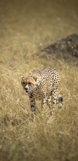 [2436x1125]豹 野生 凶猛 猛兽 苹果手机壁纸图片