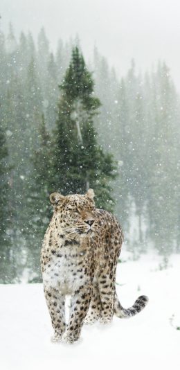 [2436x1125]豹 雪地 猛兽 凶猛 苹果手机壁纸图片