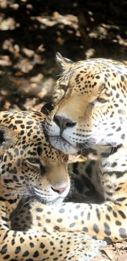 [2436x1125]豹子 凶猛 猛兽 斑纹 苹果手机壁纸图片