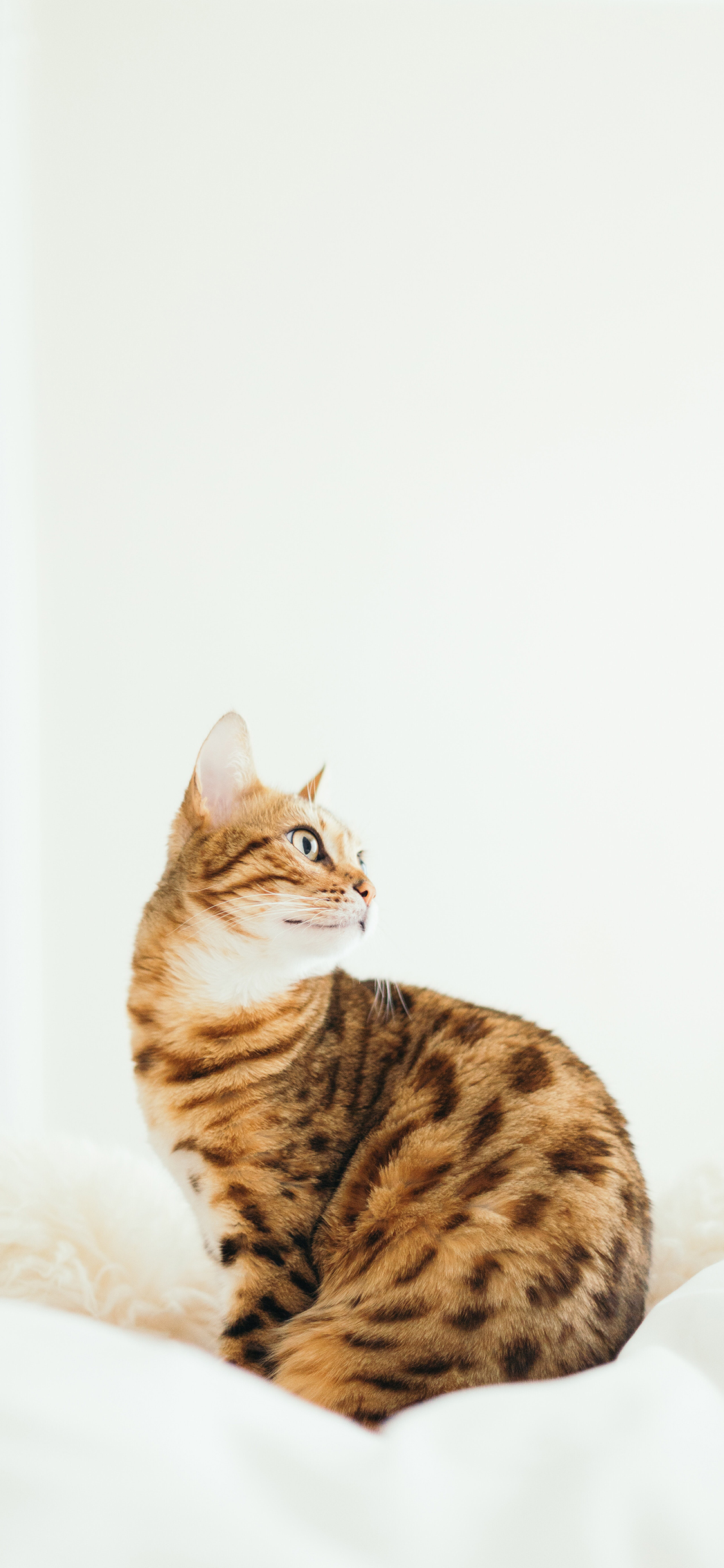 [2436×1125]豹纹 宠物 猫咪 喵星人 苹果手机壁纸图片