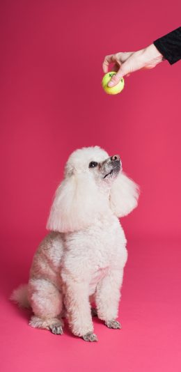 [2436x1125]贵宾犬 狗 宠物 萌 汪星人 苹果手机壁纸图片