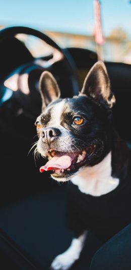 [2436x1125]车座 斗牛 宠物 方向盘 苹果手机壁纸图片