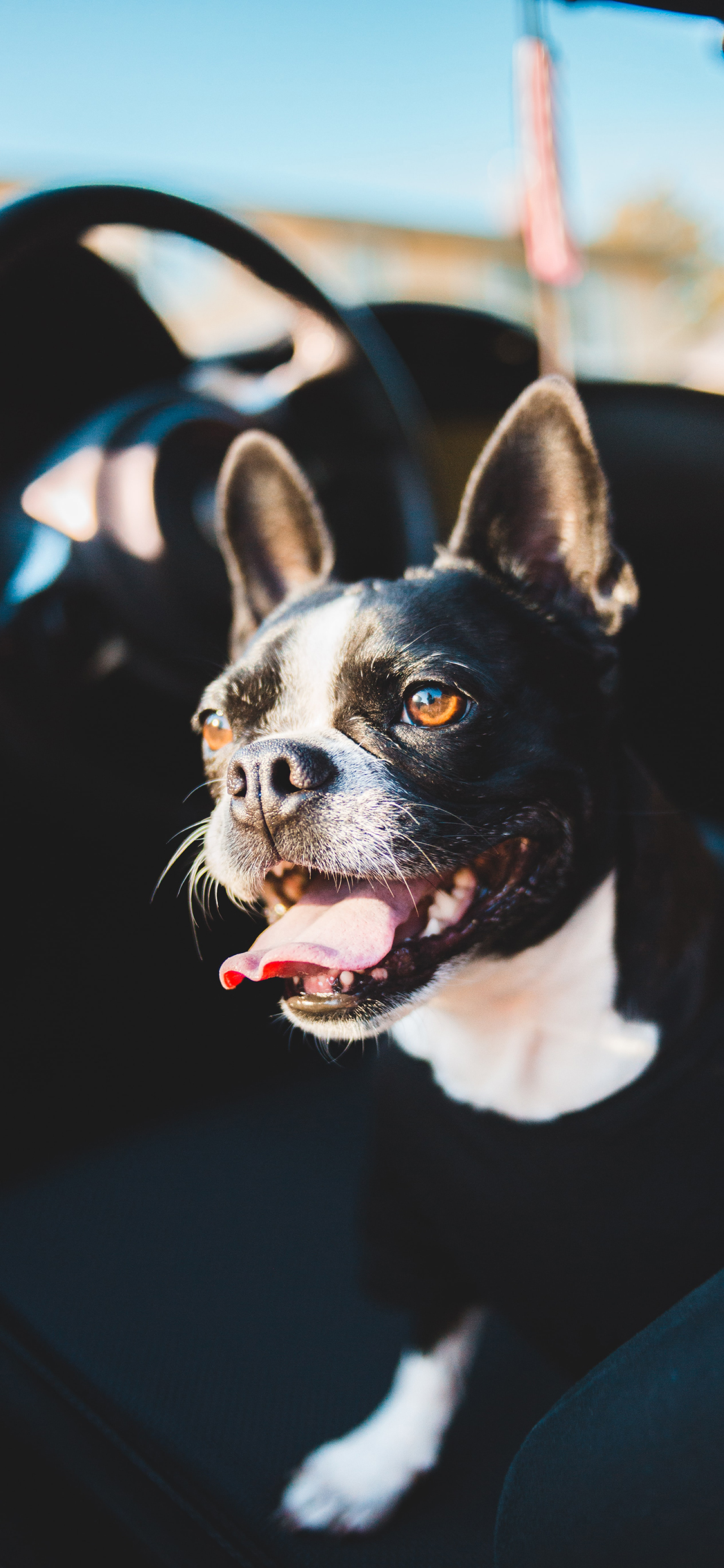 [2436×1125]车座 斗牛 宠物 方向盘 苹果手机壁纸图片