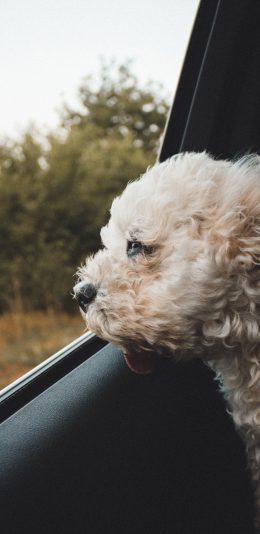 [2436x1125]车窗 宠物狗 泰迪犬 苹果手机壁纸图片