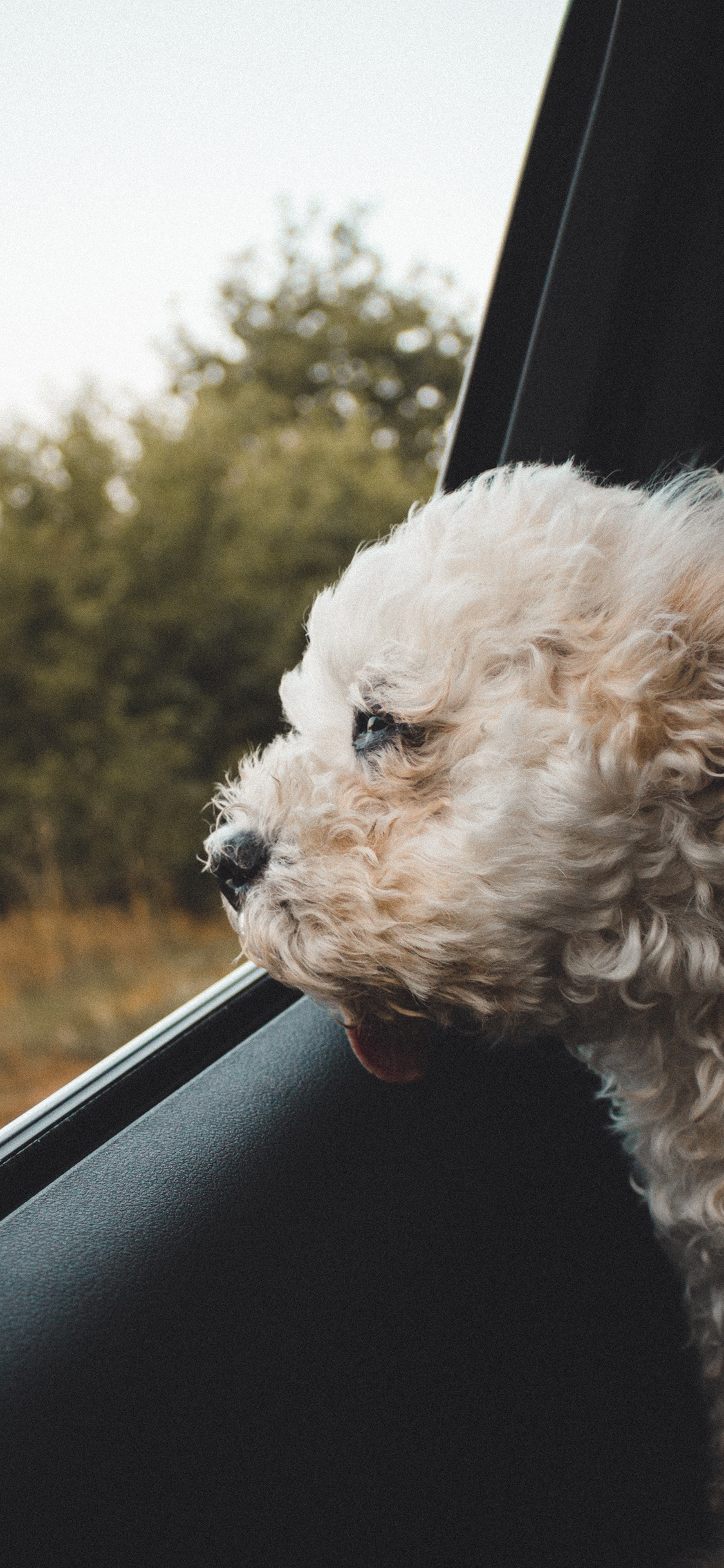 [2436×1125]车窗 宠物狗 泰迪犬 苹果手机壁纸图片