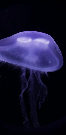 [2436x1125]软体 透明 水母 触手 苹果手机壁纸图片