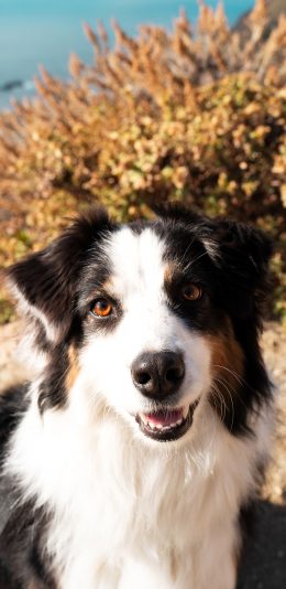 [2436x1125]边牧 宠物 狗 户外 苹果手机壁纸图片