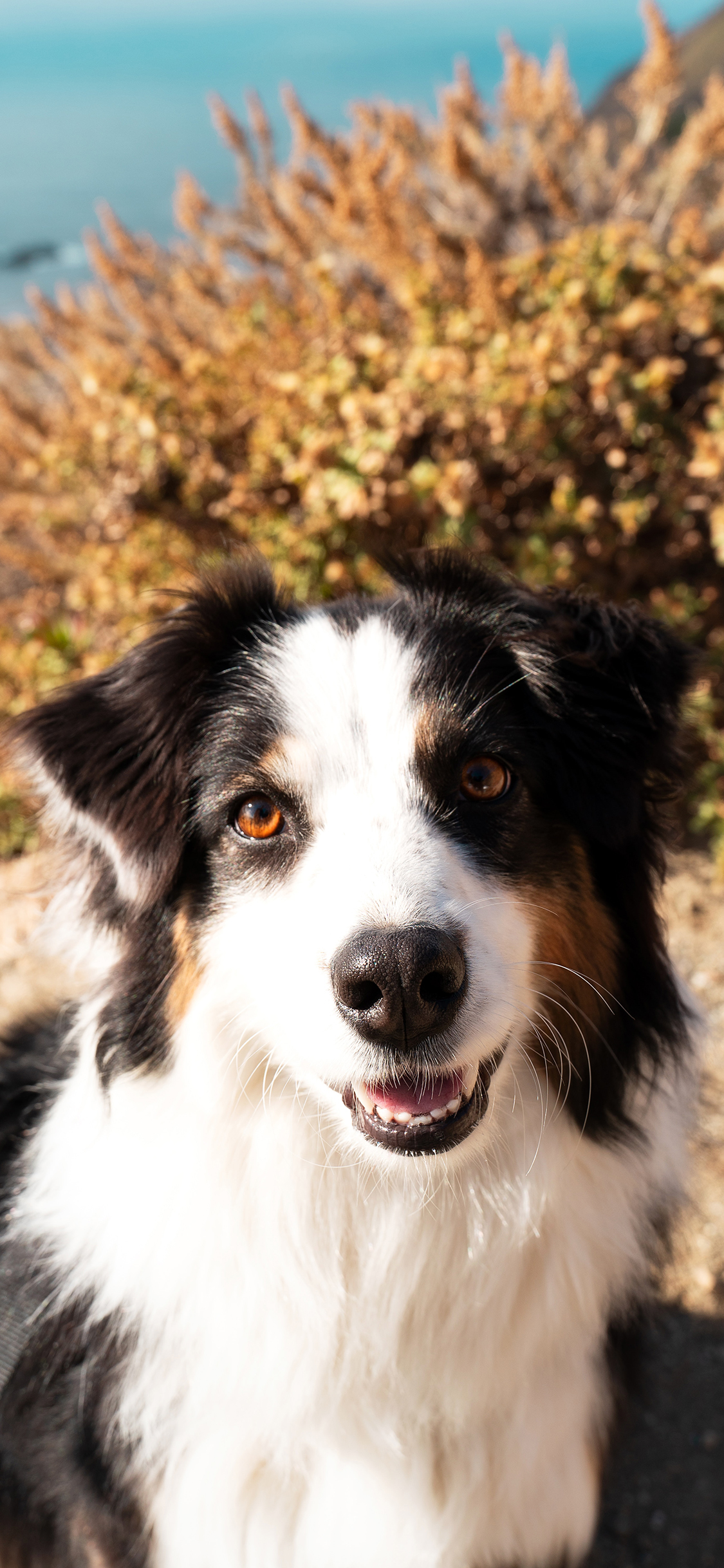 [2436×1125]边牧 宠物 狗 户外 苹果手机壁纸图片