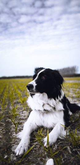 [2436x1125]边牧 宠物 田地 狗 苹果手机壁纸图片