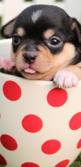 [2436x1125]迷你 茶杯犬 黑色 大眼睛 苹果手机壁纸图片