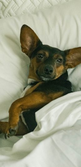 [2436x1125]迷你杜宾 宠物 床铺 小狗 苹果手机壁纸图片