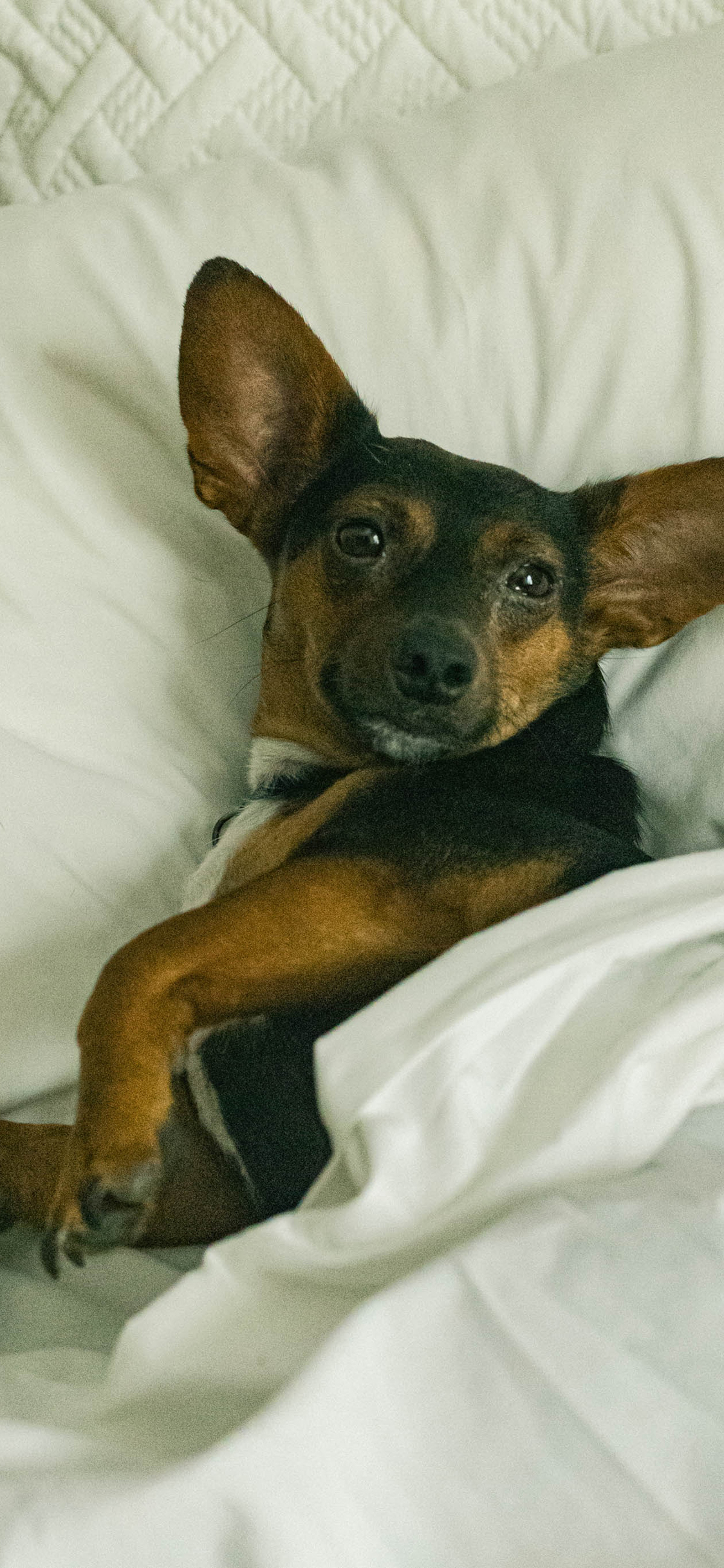 [2436×1125]迷你杜宾 宠物 床铺 小狗 苹果手机壁纸图片