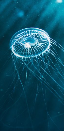 [2436x1125]透明 水母 海蜇 浮游 苹果手机壁纸图片