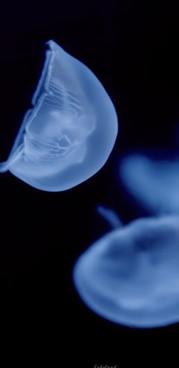 [2436x1125]透明 浮游 水母 生物 苹果手机壁纸图片