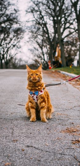 [2436x1125]道路 猫咪 橘猫 牵绳 苹果手机壁纸图片