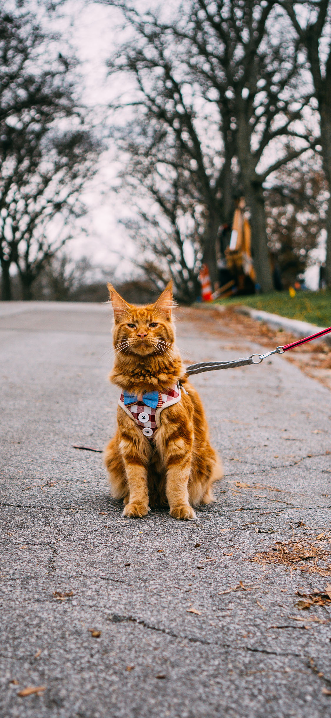 [2436×1125]道路 猫咪 橘猫 牵绳 苹果手机壁纸图片