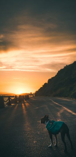 [2436x1125]遛狗 法斗犬 郊外 落日美景 苹果手机壁纸图片