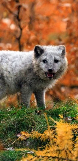 [2436x1125]郊外 从来 狐狸 皮毛 苹果手机壁纸图片