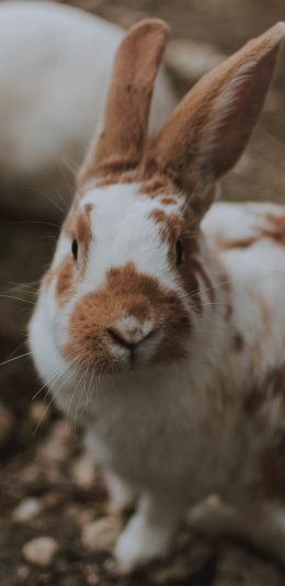 [2436x1125]郊外 兔子 花斑 白色 苹果手机壁纸图片
