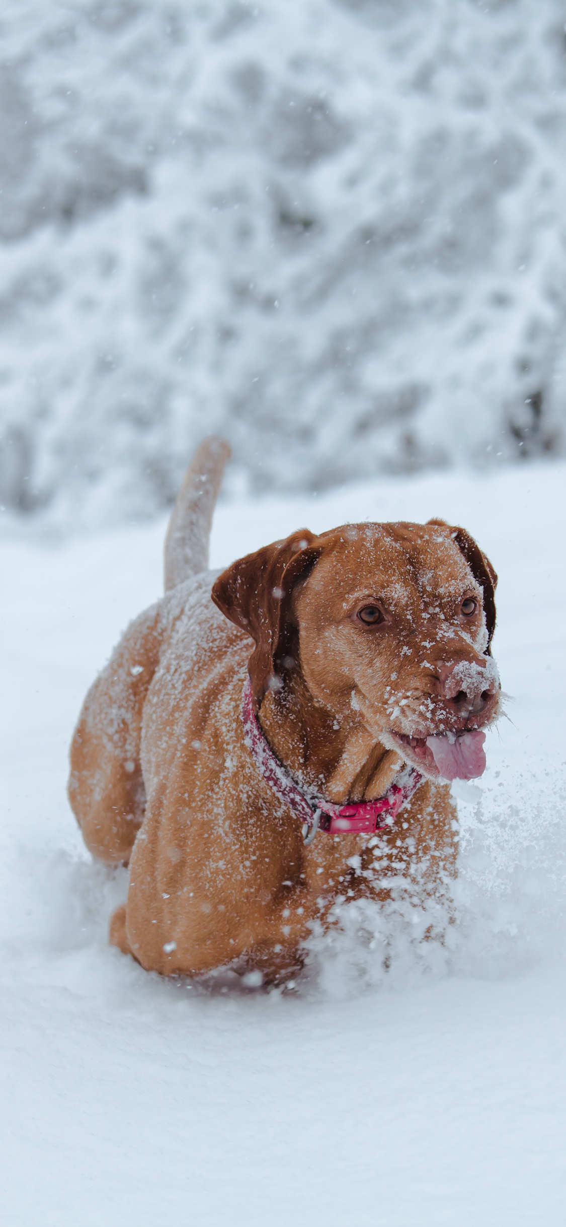 [2436×1125]郊外 冬季 雪地 宠物狗 黄色 苹果手机壁纸图片