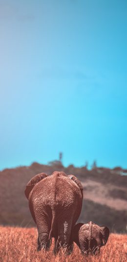 [2436x1125]郊外 大象 母子 背影 苹果手机壁纸图片