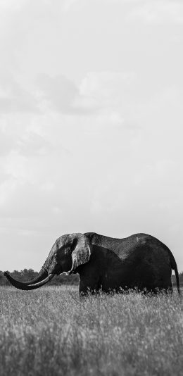 [2436x1125]郊外 大象 野象 黑白 庞大 苹果手机壁纸图片