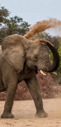 [2436x1125]郊外 大象 长鼻子 玩耍 沙子 苹果手机壁纸图片