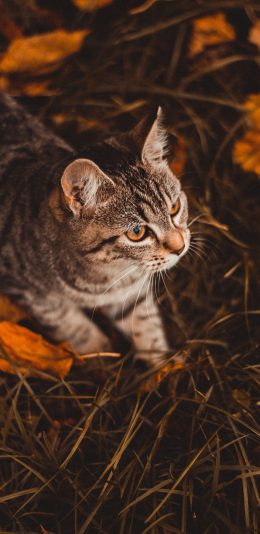 [2436x1125]郊外 宠物 猫咪 花猫 苹果手机壁纸图片
