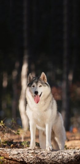 [2436x1125]郊外 宠物狗 哈士奇 可爱 苹果手机壁纸图片