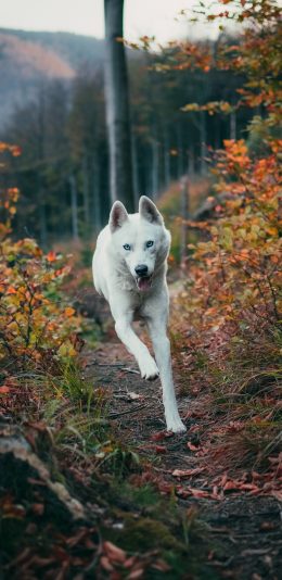 [2436x1125]郊外 宠物狗 哈士奇 奔跑 苹果手机壁纸图片