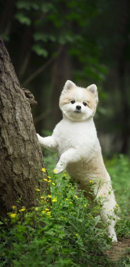 [2436x1125]郊外 宠物狗 比熊犬 白色 可爱 苹果手机壁纸图片