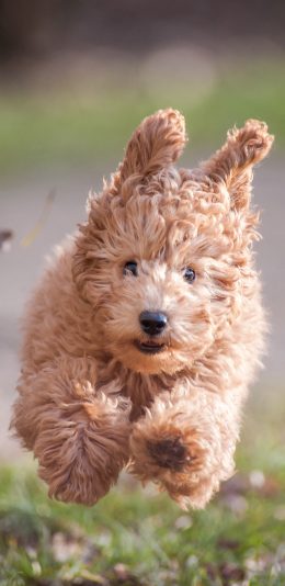 [2436x1125]郊外 宠物狗 汪星人 奔跑 苹果手机壁纸图片