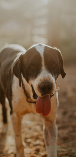 [2436x1125]郊外 宠物狗 汪星人 黑白 苹果手机壁纸图片