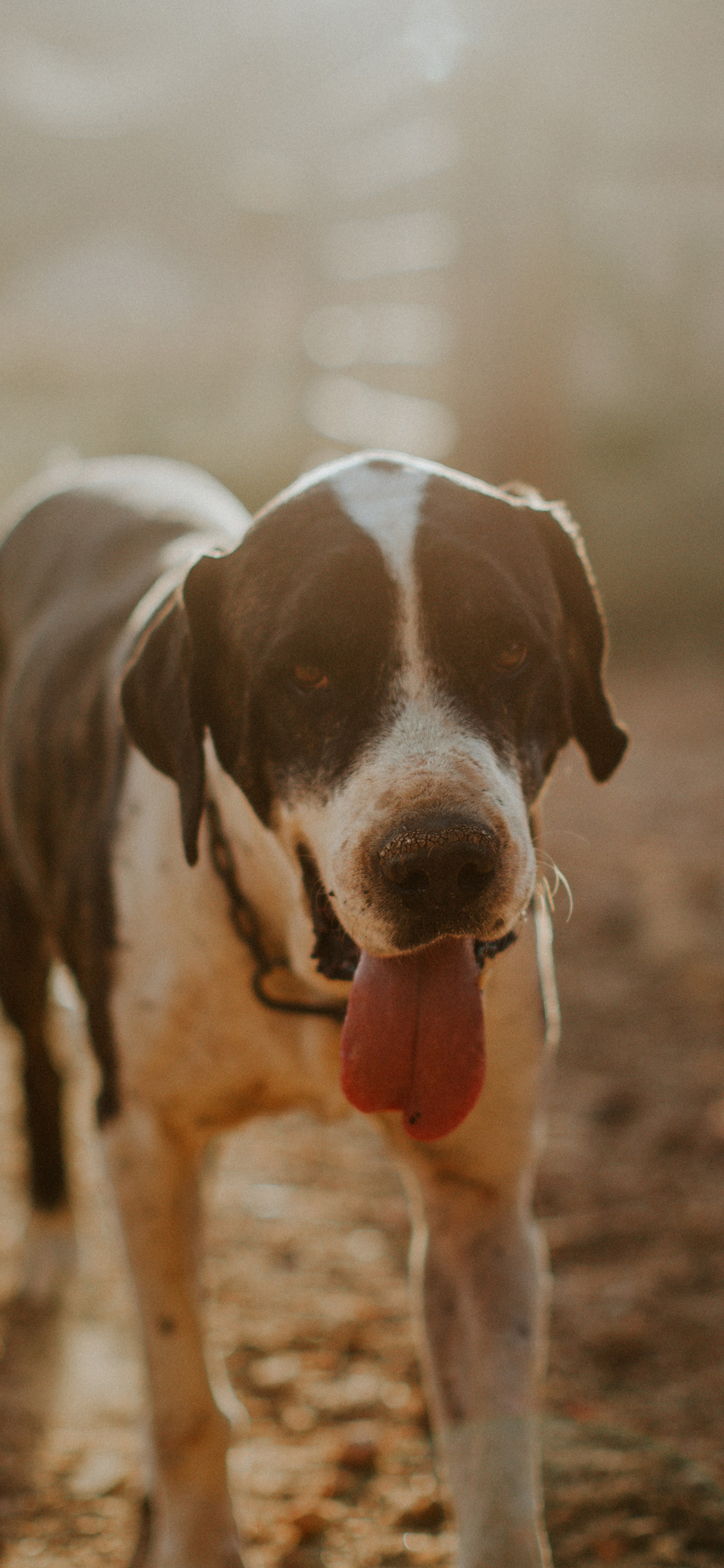 [2436×1125]郊外 宠物狗 汪星人 黑白 苹果手机壁纸图片
