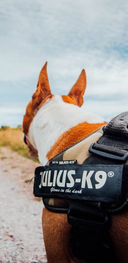 [2436x1125]郊外 宠物狗 背影 汪星人 苹果手机壁纸图片