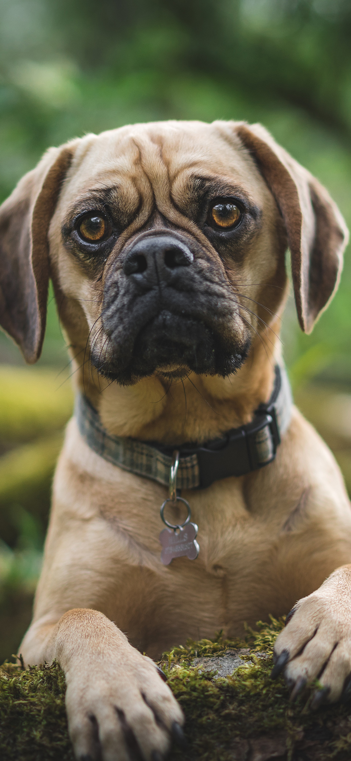 [2436×1125]郊外 宠物狗 趴着 树干 苹果手机壁纸图片