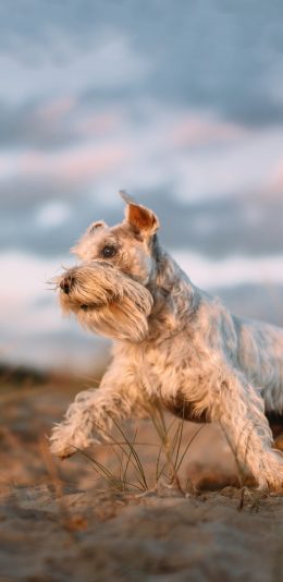 [2436x1125]郊外 宠物狗 雪纳瑞 白色 可爱 苹果手机壁纸图片