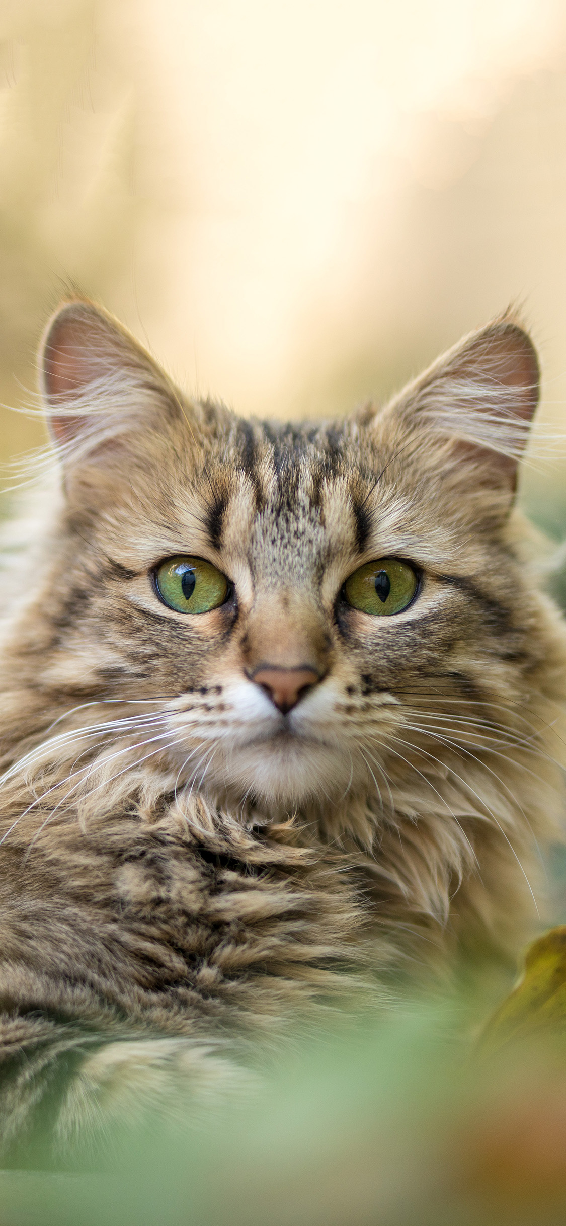 [2436×1125]郊外 宠物猫 猫咪 喵星人 苹果手机壁纸图片