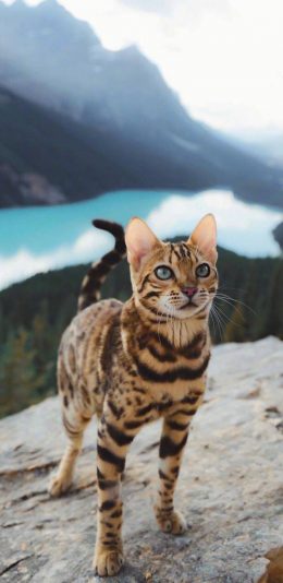 [2436x1125]郊外 宠物猫 豹猫 霸气 苹果手机壁纸图片