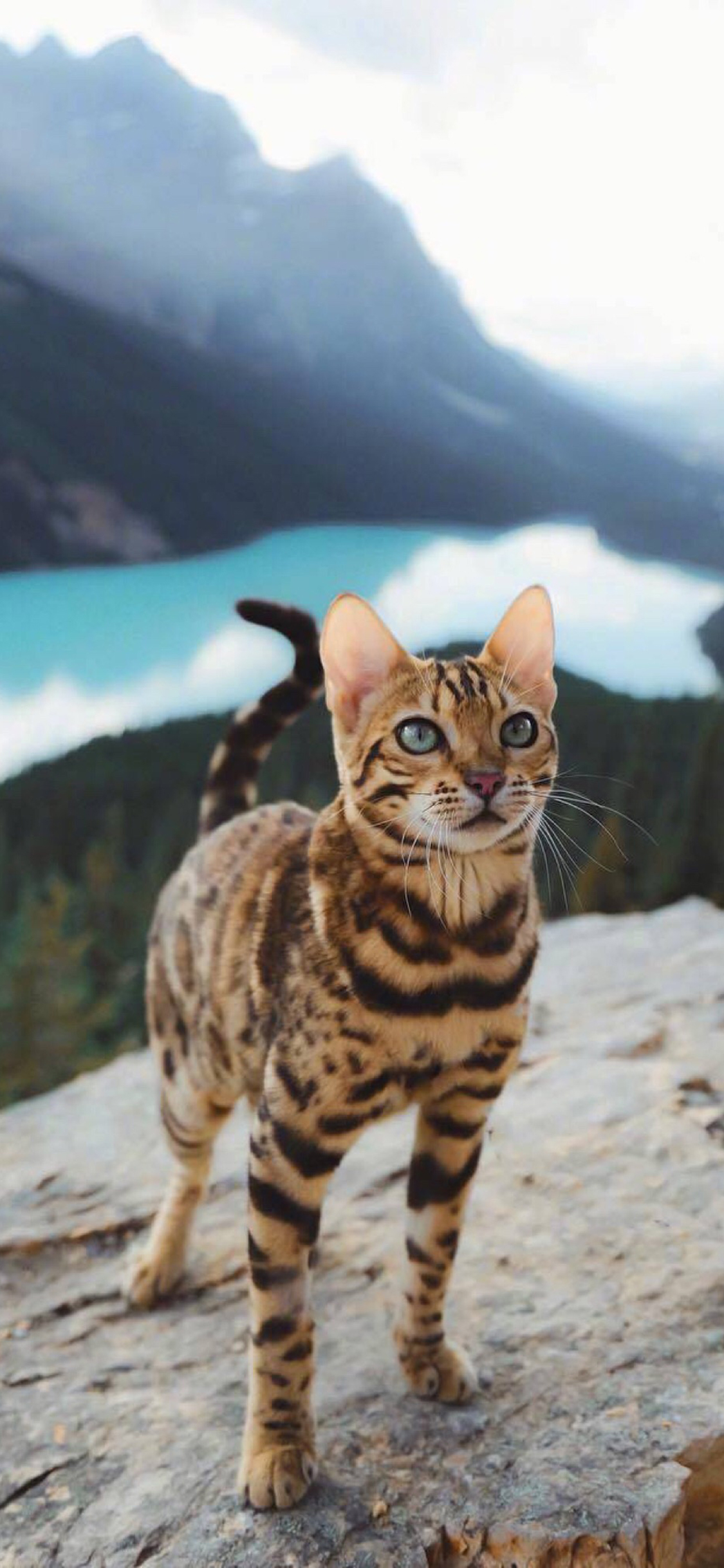 [2436×1125]郊外 宠物猫 豹猫 霸气 苹果手机壁纸图片