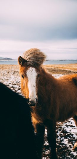 [2436x1125]郊外 小马驹 棕马 苹果手机壁纸图片